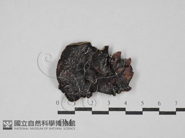 毛木耳藏品圖，第1張