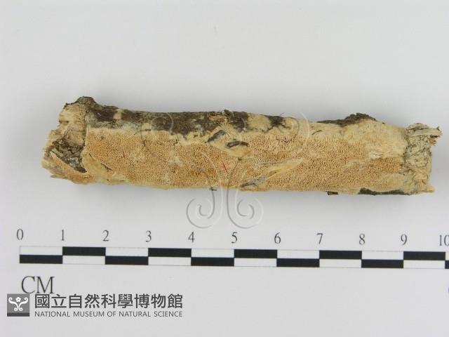 登錄號:F0009395藏品圖，第1張