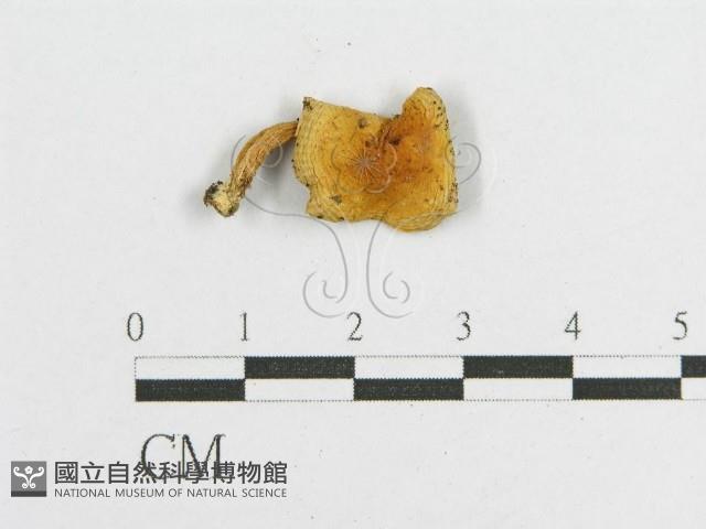 登錄號:F0013395藏品圖，第1張