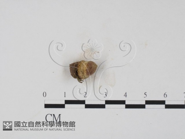 登錄號:F0008285藏品圖，第1張