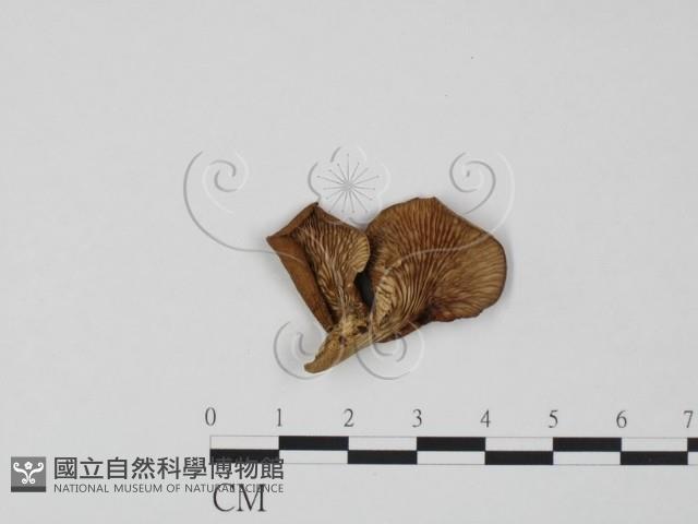 登錄號:F0020285藏品圖，第1張