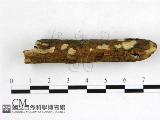登錄號:F0000285藏品圖，第1張