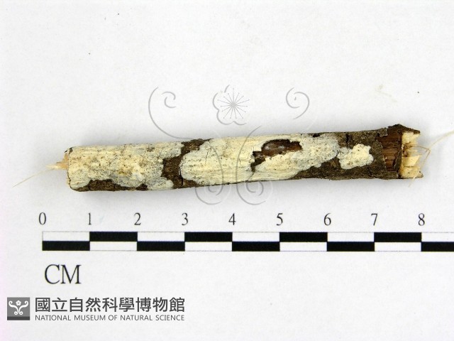 顯絲菌屬藏品圖，第1張