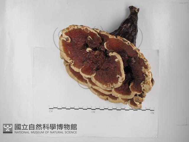 重傘靈芝藏品圖，第1張