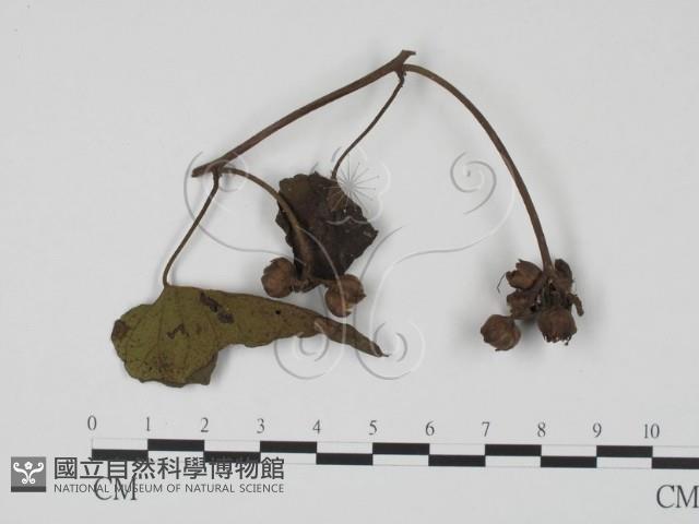 登錄號:F0021285藏品圖，第1張