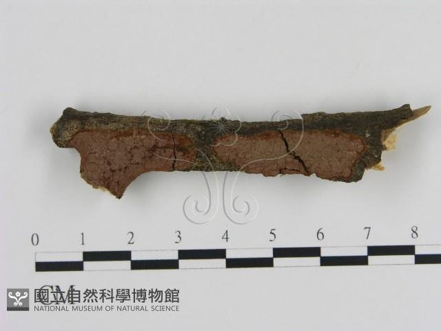 刺革菌屬藏品圖，第1張