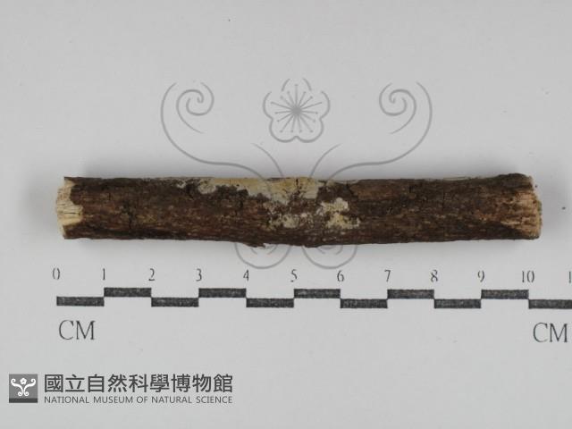 登錄號:F0031285藏品圖，第1張