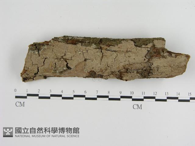 刺革菌屬藏品圖，第1張