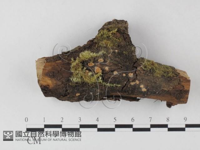 登錄號:F0014285藏品圖，第1張