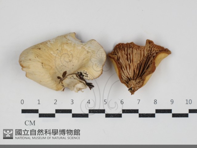 登錄號:F0034285藏品圖，第1張