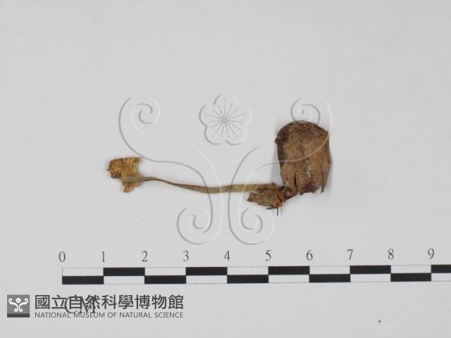 登錄號:F0022285藏品圖，第1張