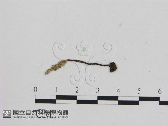 小菇屬藏品圖，第1張