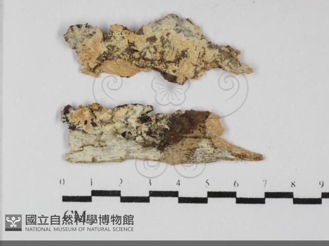 登錄號:F0032285藏品圖，第1張