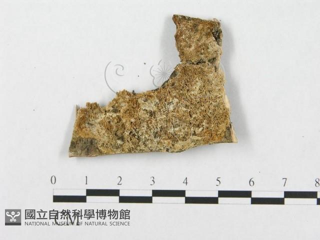 登錄號:F0007285藏品圖，第1張