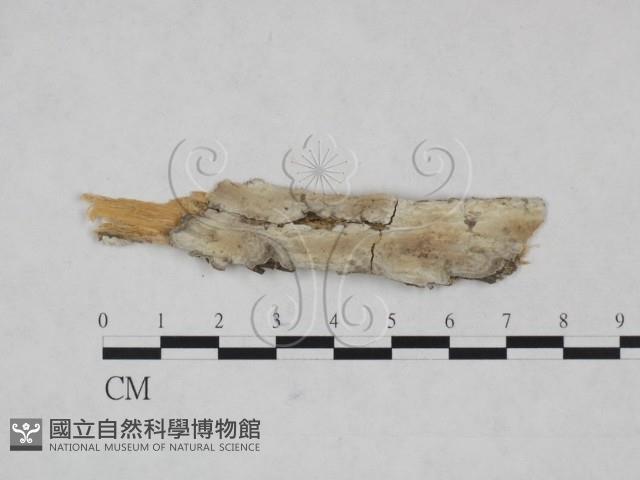 登錄號:F0025285藏品圖，第1張