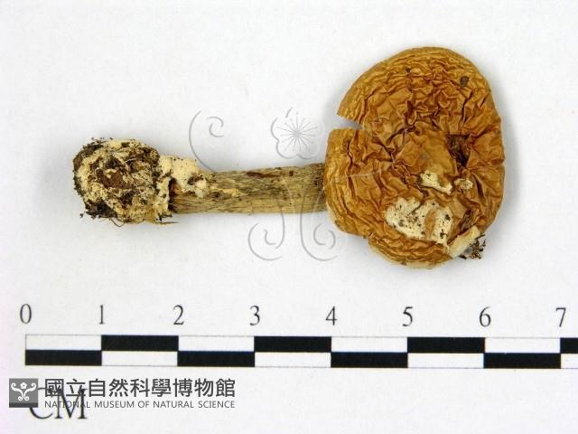 鵝膏屬藏品圖，第1張