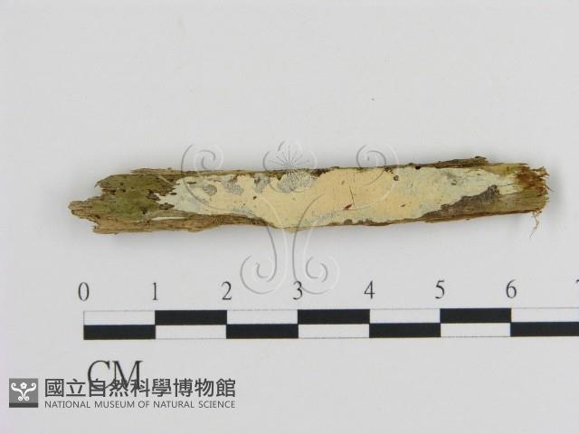 絲齒菌屬藏品圖，第1張