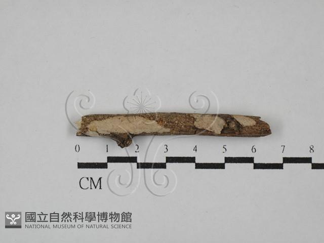 刺皮菌屬藏品圖，第1張