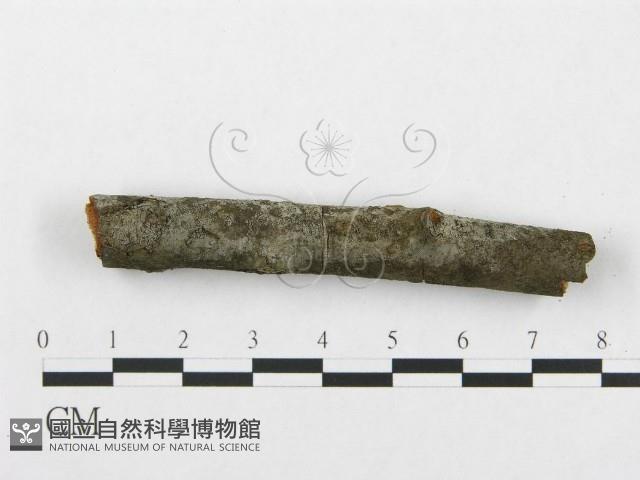 登錄號:F0009285藏品圖，第1張