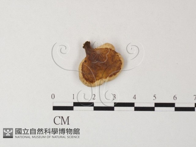 相鄰小孔菌藏品圖，第1張