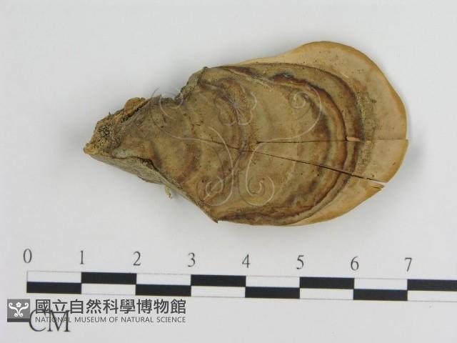 登錄號:F0013285藏品圖，第1張