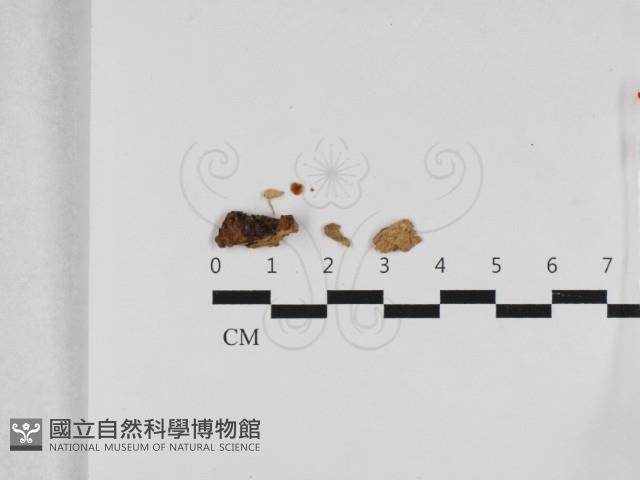 登錄號:F0033285藏品圖，第1張