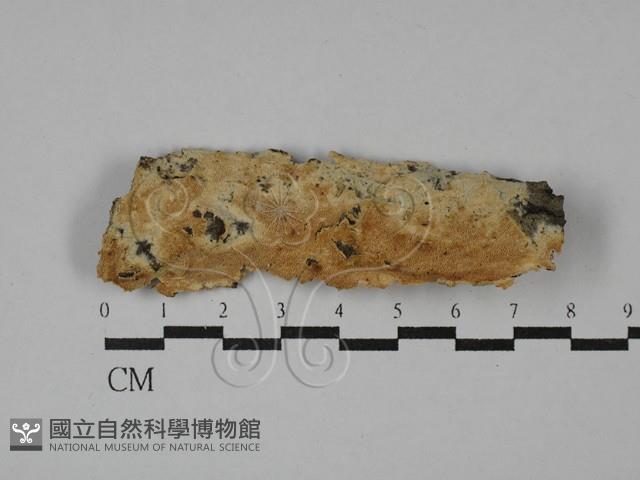 登錄號:F0028885藏品圖，第1張