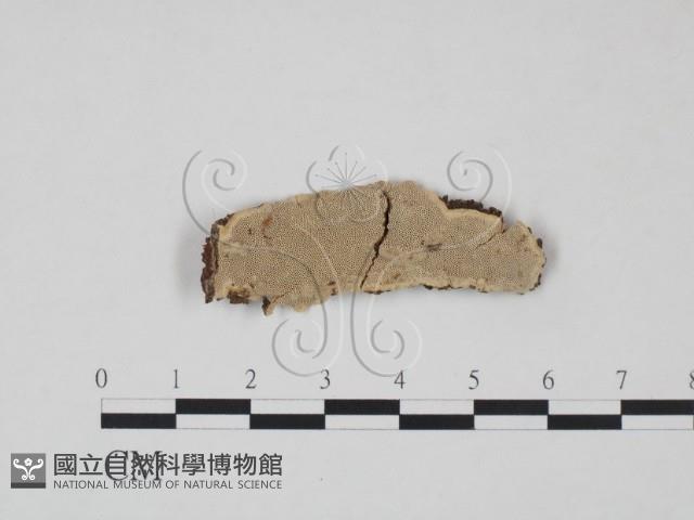 登錄號:F0008885藏品圖，第1張