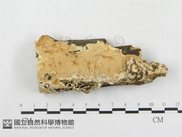 登錄號:F0000885藏品圖，第1張