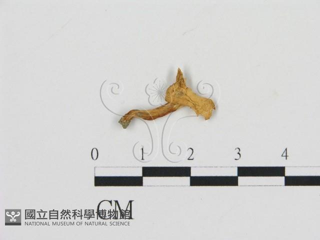 登錄號:F0010885藏品圖，第1張