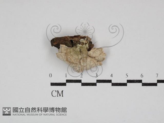 登錄號:F0030885藏品圖，第1張