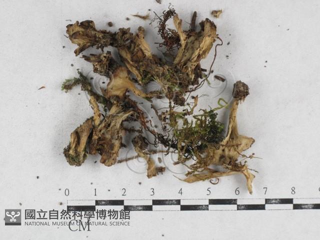 革菌屬藏品圖，第1張