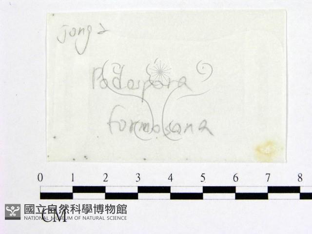 登錄號:F0016885藏品圖，第1張