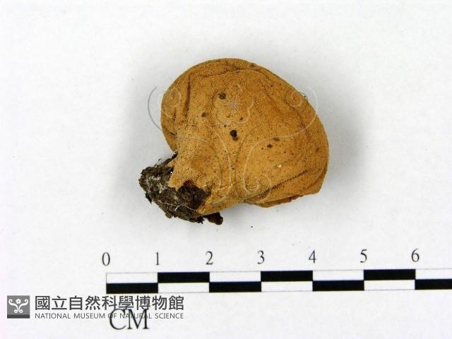 登錄號:F0021885藏品圖，第1張
