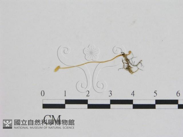 小菇屬藏品圖，第1張