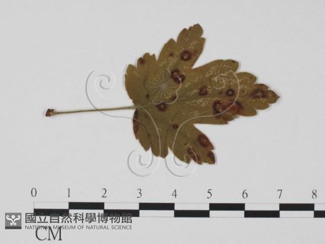 登錄號:F0011885藏品圖，第1張