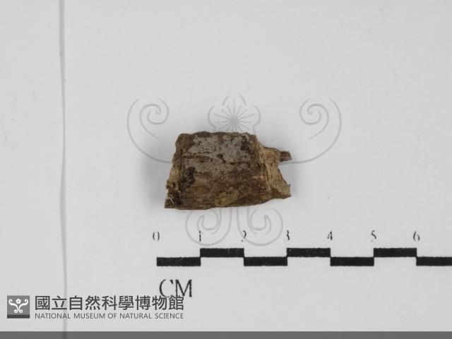登錄號:F0031885藏品圖，第1張