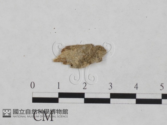 樹脂殼菌屬藏品圖，第1張