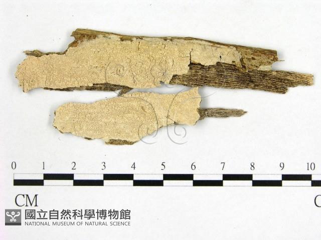 顯絲菌屬藏品圖，第1張