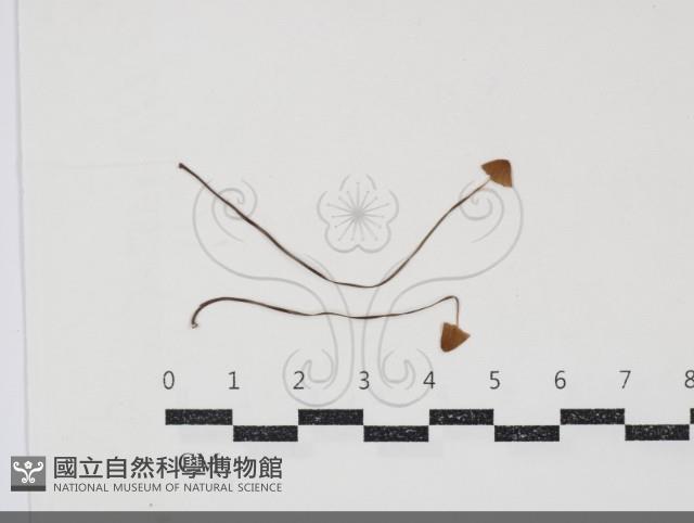 登錄號:F0034885藏品圖，第1張