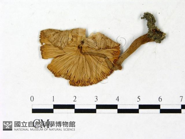登錄號:F0022885藏品圖，第1張