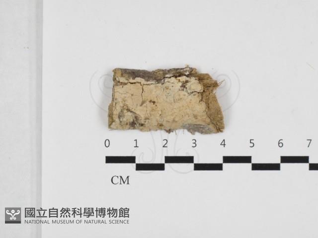 射脈菌屬藏品圖，第1張