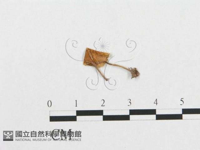 登錄號:F0007885藏品圖，第1張