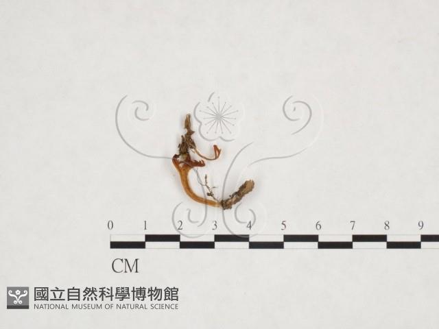 登錄號:F0025885藏品圖，第1張
