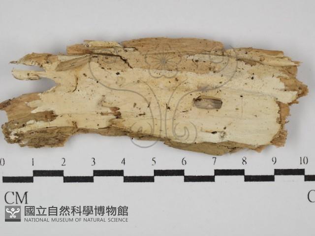 登錄號:F0029885藏品圖，第1張