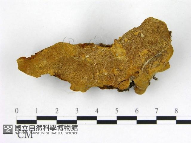 登錄號:F0019885藏品圖，第1張