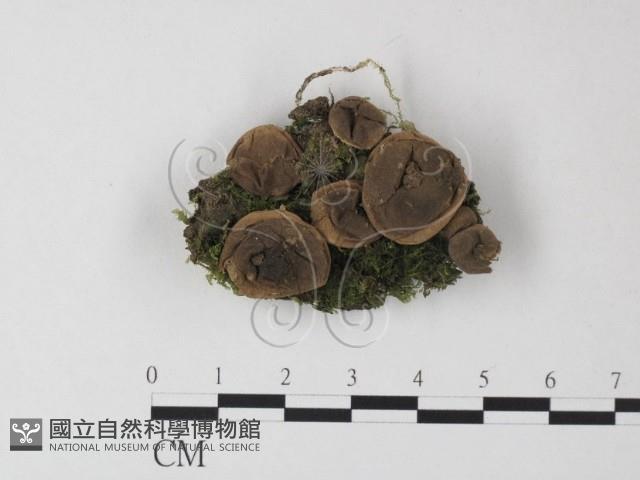 登錄號:F0023885藏品圖，第1張