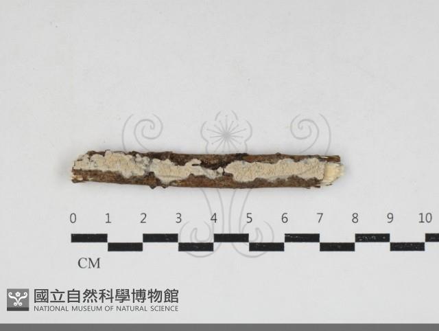 登錄號:F0033885藏品圖，第1張