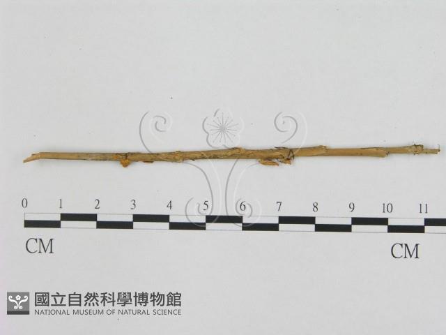 小皮傘屬藏品圖，第1張