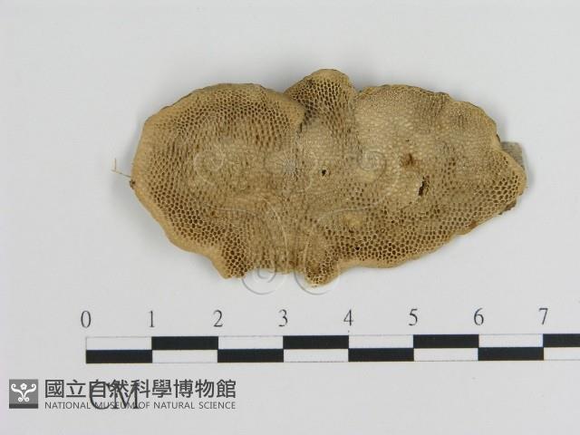 登錄號:F0020985藏品圖，第1張